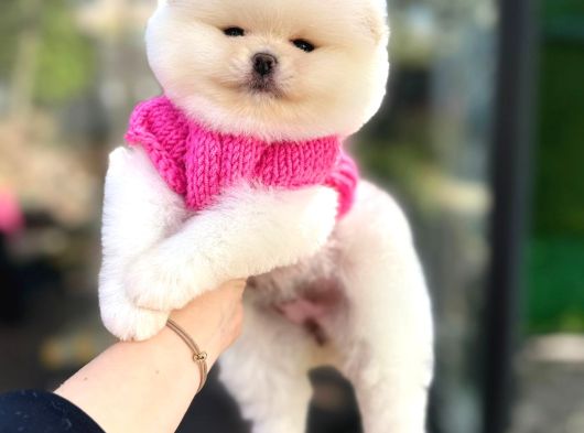 Pomerinian Boo Yavrulari
