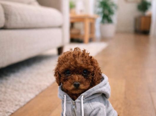 Minyatür Poodle Minnaklarım görsel
