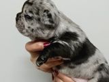 Egzoti̇c Blue Fawn Fransiz Bulldog Yavrularimiz