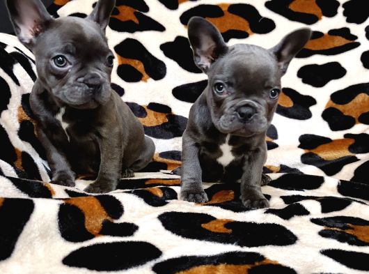 Egzoti̇c Blue Fawn Fransiz Bulldog Yavrularimiz görsel