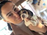 Beagle Yavrulatım Sağlık Ve Irk Garantilidşr
