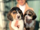 Beagle yavrulatım sağlık ve ırk garantilidşr