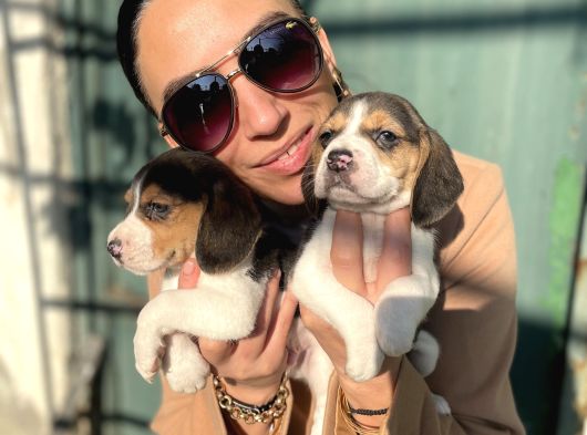Beagle Yavrulatım Sağlık Ve Irk Garantilidşr görsel