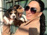 Beagle Yavrulatım Sağlık Ve Irk Garantilidşr