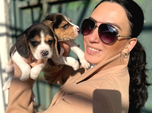Beagle Yavrulatım Sağlık Ve Irk Garantilidşr görsel