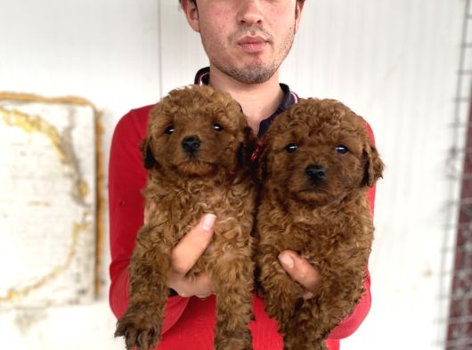 Show Kali̇te Red Toy Poodle Yavrular görsel