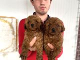 Koyu Renk Toy Poodle Yavrular