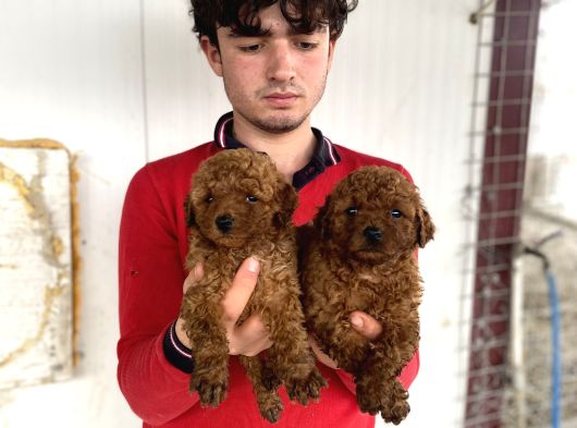 Koyu Renk Toy Poodle Yavrular görsel