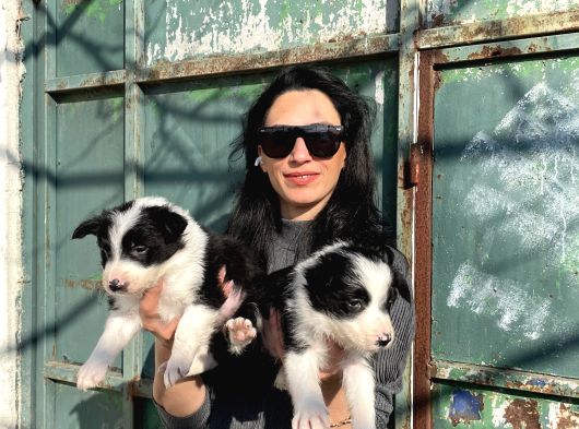 Border Colie Yavrularım Sağlık Ve Irk Garantilidir görsel