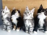 Orjınal Safkan Maine Coon Bebeklerimiz