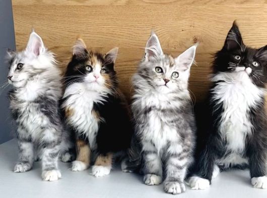 Orjınal Safkan Maine Coon Bebeklerimiz görsel