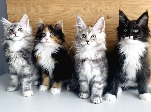 その他 Psychedelic Maine Coon Cat DAC Orjınal Safkan Maine Coon Bebeklerimiz - Patibul.com