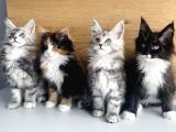 Orjınal Safkan Maine Coon Bebeklerimiz