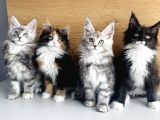 Orjınal Safkan Maine Coon Bebeklerimiz