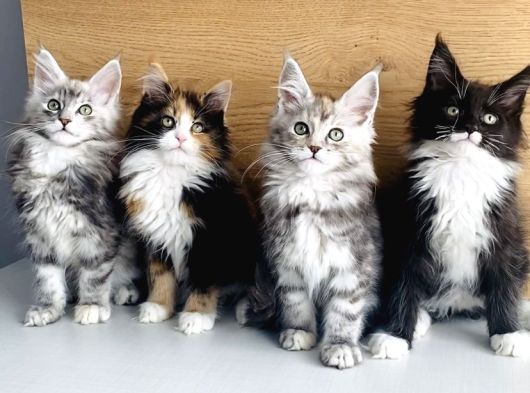 Orjınal Safkan Maine Coon Bebeklerimiz görsel