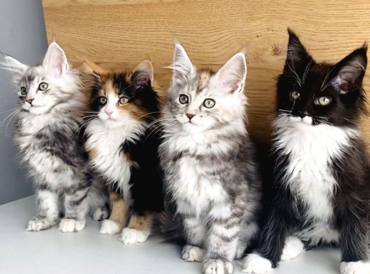 Orjınal Safkan Maine Coon Bebeklerimiz görsel