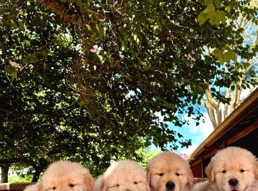 Golden Retriever Yavruları Istanbul görsel