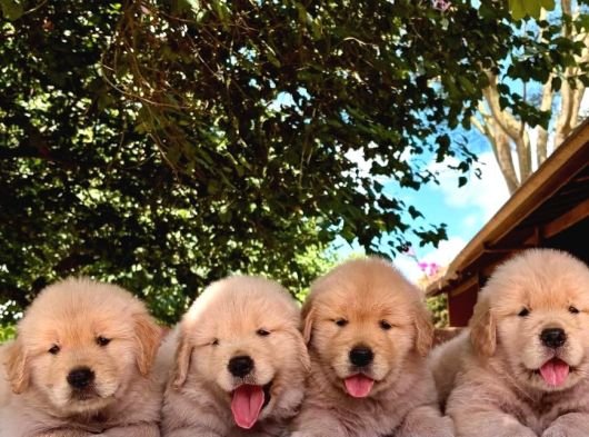 Golden Retriever Yavruları Istanbul görsel