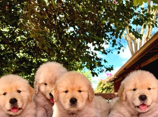Golden Retriever Yavruları Istanbul