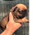 A Kali̇te Yavru French Bulldog 724 Ulaşabi̇li̇rsi̇ni̇z