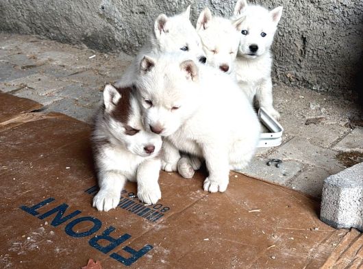 Teslime Hazır Husky Yavrularımız