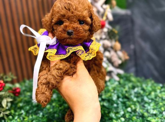 Sağlık kontrollü en Özel Korean Poodle Yavrularımız