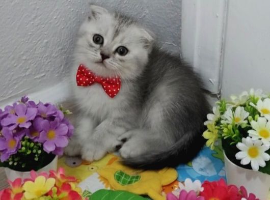 Bal Yüzlü Silver Yavrum Teslime Hazır