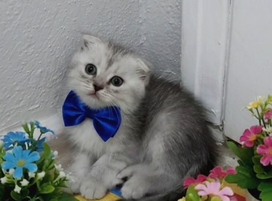Bal Yüzlü Silver Yavrum Teslime Hazır görsel