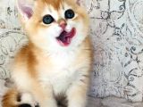A KALİTE BRİTHİŞ ŞHORTHAİR GOLDEN POİNT LONG YAVRULAR
