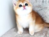 A Kali̇te Bri̇thi̇ş Şhorthai̇r Golden Poi̇nt Long Yavrular