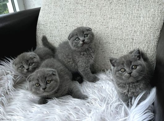 Türkiyenin En Güzel Scottish Fold Bebekleri