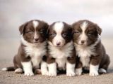 Bordercollie Yavrular
