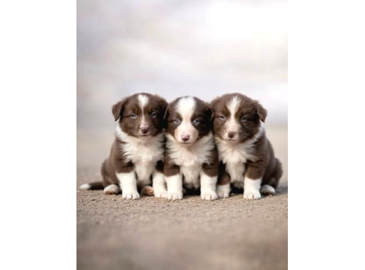Bordercollie Yavrular görsel