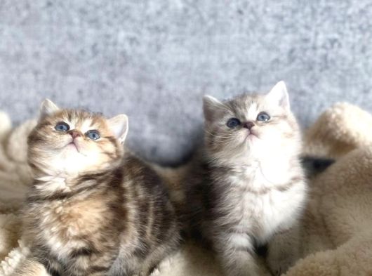 Anne Baba Scrli Safkan Yabrularımız Yeni Sahiplerini Arıyor görsel