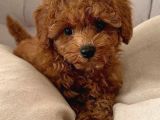 Red Brown Toy Poodle Yavruları İstanbul