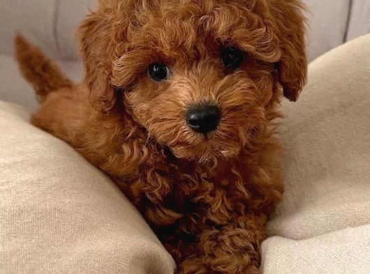 Red Brown Toy Poodle Yavruları İstanbul görsel