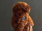 Red Brown Toy Poodle Yavruları İstanbul