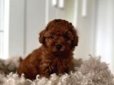 Red Brown Toy Poodle Yavruları İstanbul