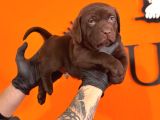 Ruhsatlı çiftlikten çikolata labrador yavrular