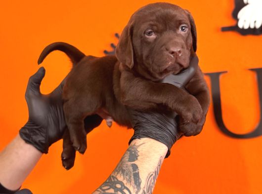 Ruhsatlı Çiftlikten Çikolata Labrador Yavrular