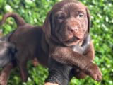 Ruhsatlı Çiftlikten Çikolata Labrador Yavrular