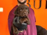 Ruhsatlı Çiftlikten Çikolata Labrador Yavrular