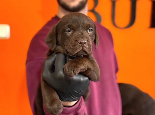 Ruhsatlı Çiftlikten Çikolata Labrador Yavrular görsel