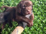 Ruhsatlı Çiftlikten Çikolata Labrador Yavrular