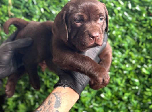 Ruhsatlı Çiftlikten Çikolata Labrador Yavrular görsel