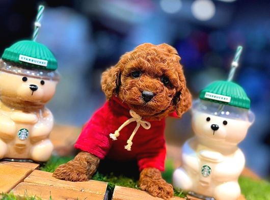 Minyatür Poodle Minnaklarım görsel