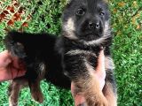 Ruhsatlı çiftlikten A kalite Alman çoban