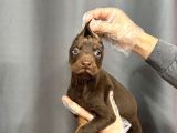 kİNG DOBERMAN YAVRULARI