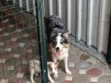 Bordercollie Yavrular