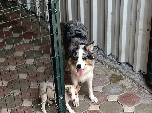 Bordercollie Yavrular görsel